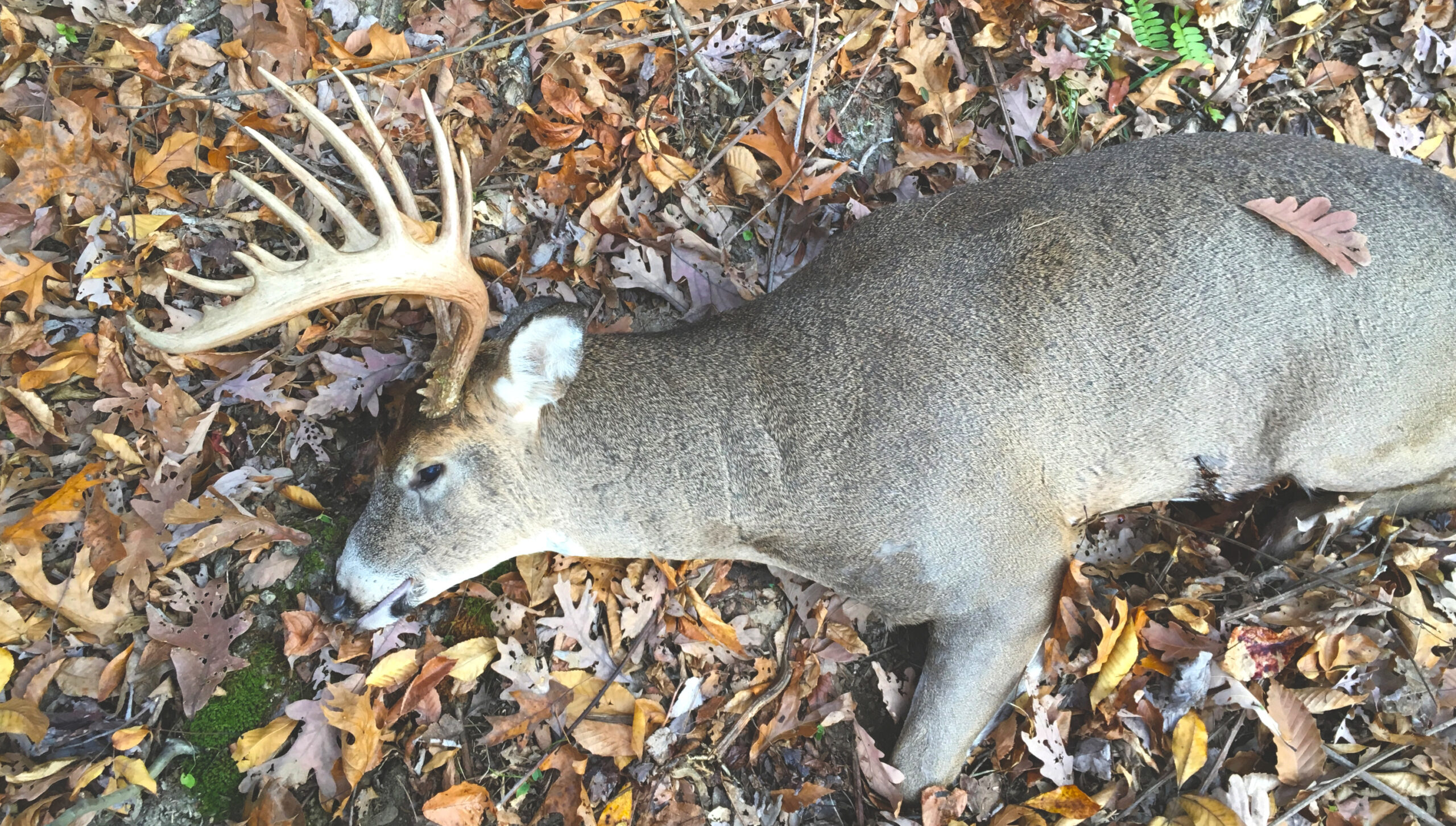 Love Thy Neighbor? Epic dual over a 13 point Ohio Buck - Deer IQ